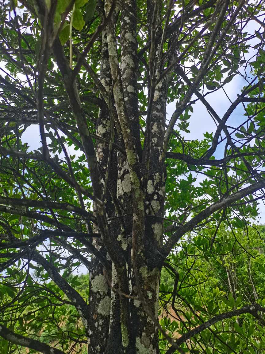 请问你们专家帮研究一下八角树是得什么病要怎么治