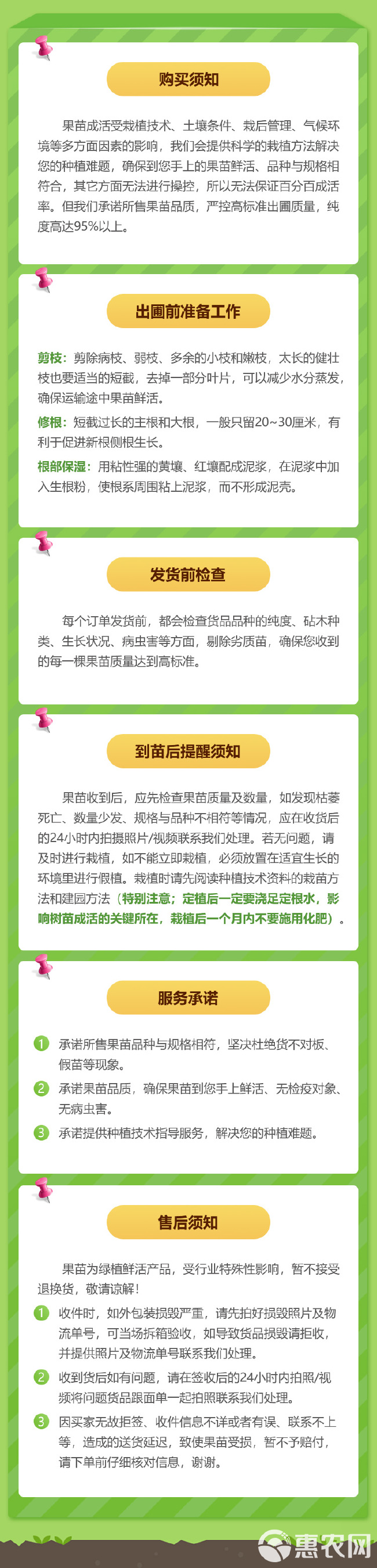 凯特芒果苗  凯特芒果树苗 嫁接盆栽 南方种植 稳产