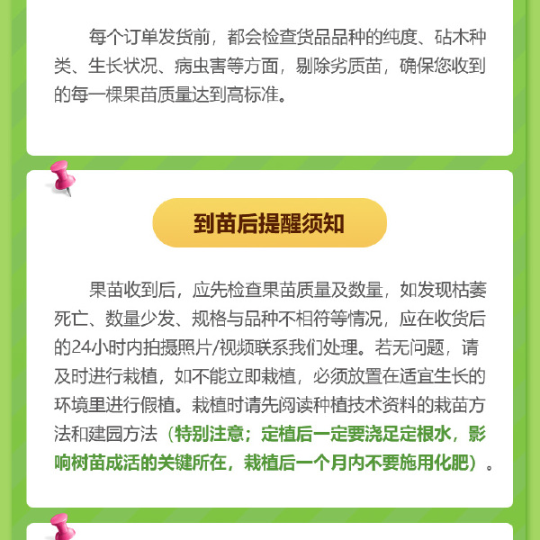 凯特芒果苗  凯特芒果树苗 嫁接盆栽 南方种植 稳产