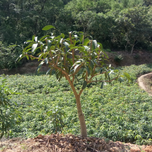 灵山县四季芒果苗  四季蜜芒果树苗广西苗圃直供良种嫁接