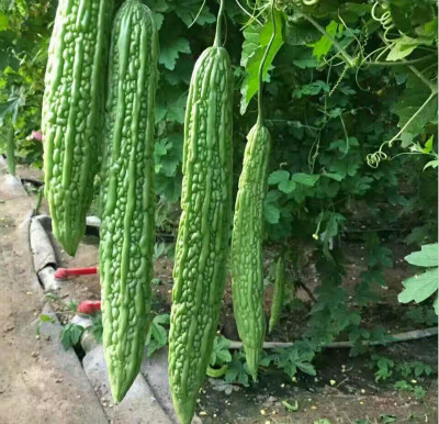 苦瓜苗 嫁接苦瓜苗 东风21 23 自根苦瓜苗 白刺苦瓜苗