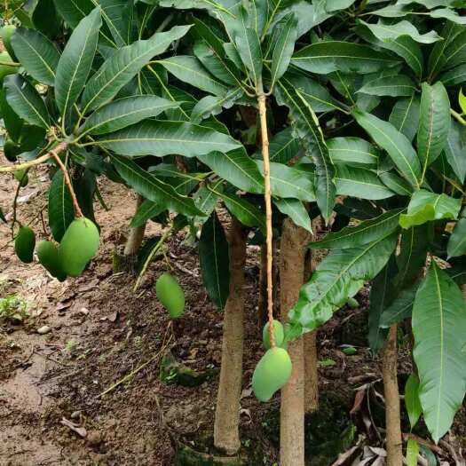 灵山县桂七芒果苗青皮芒果桂热82号广西苗圃发货成活率高盆栽家庭种植
