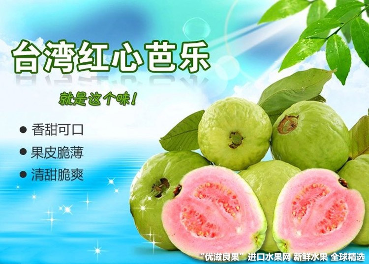 台湾番石榴苗批发]番石榴苗芭乐石榴苗价格8元/株- 惠农网触屏版