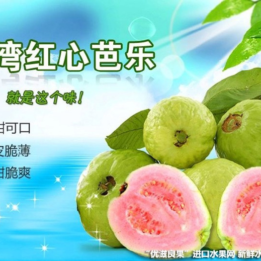 灵山县番石榴苗  西瓜芭乐 红心番石榴 新品种 广西发货成