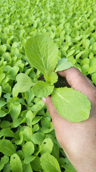 白菜苗 大白菜苗 黄芯白菜种苗 耐寒耐热 早春 寿光苗厂直销