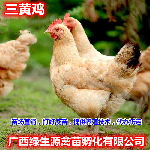 南宁三黄鸡苗  苗场精品三黄鸡家苗，包打疫苗，养殖技术指导，代办
