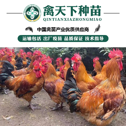 南宁优质快大青脚麻鸡苗 包打疫苗 运输包损耗 提供技术指导