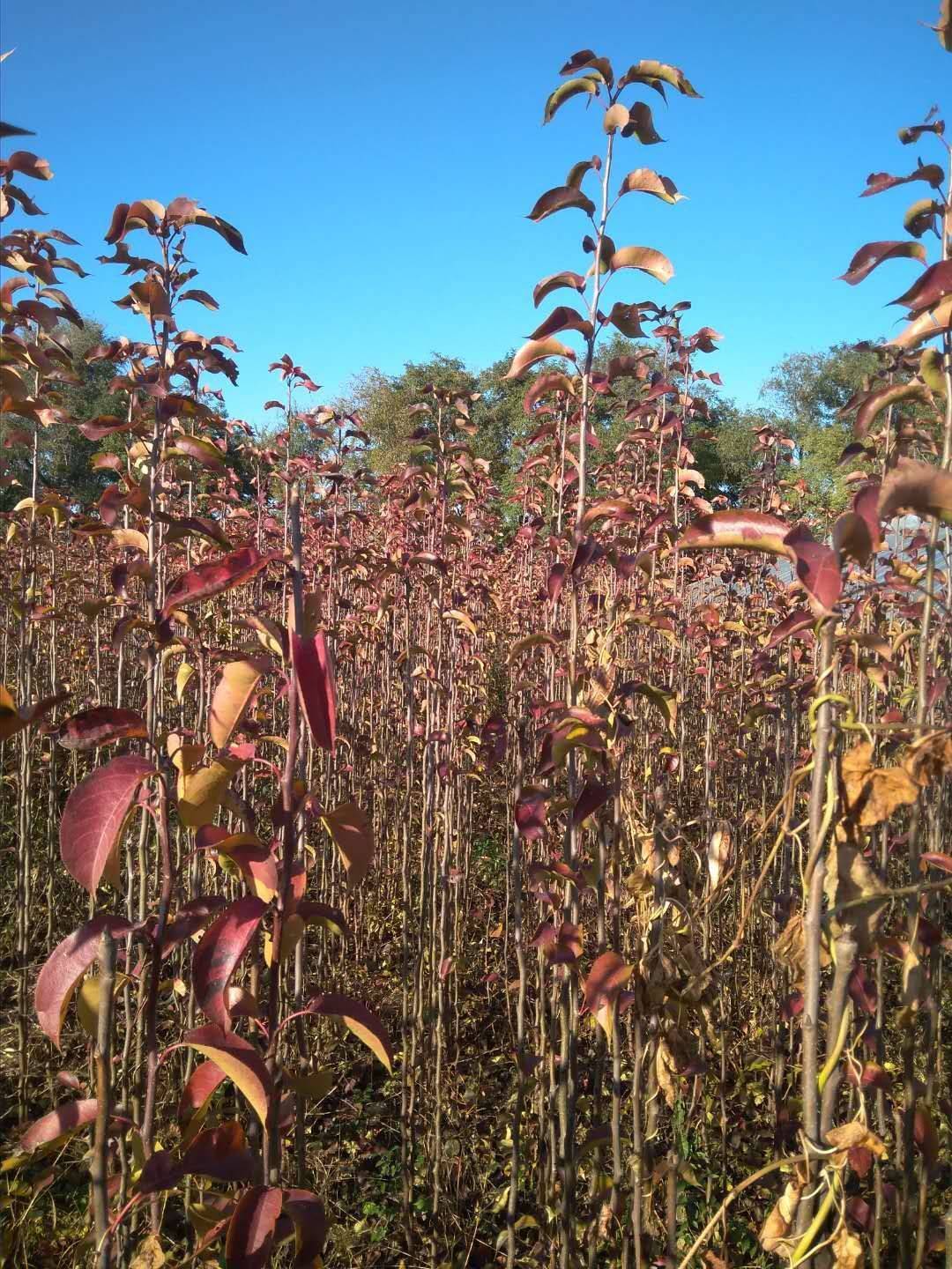 苹果梨种苗  （纯真种苗）苹果梨树苗 抗寒40℃ 口感细腻