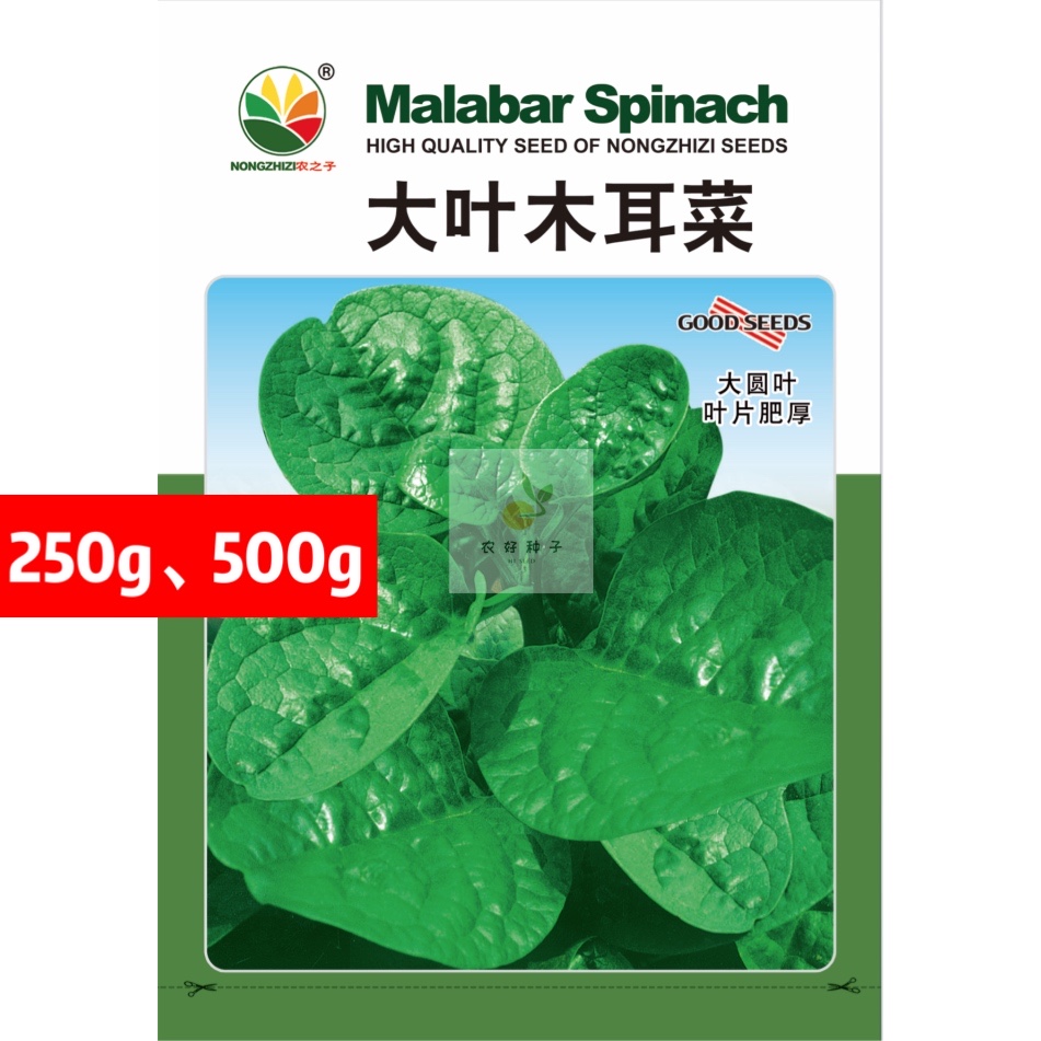 株洲木耳菜种子  大叶木耳菜大圆叶木耳菜豆腐菜种子全年播种多次