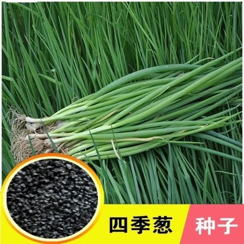 长沙香葱种子  四季小葱种子 支持一件代发 私我