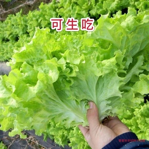长沙生菜种子  玻璃生菜籽 支持一件代发 私我