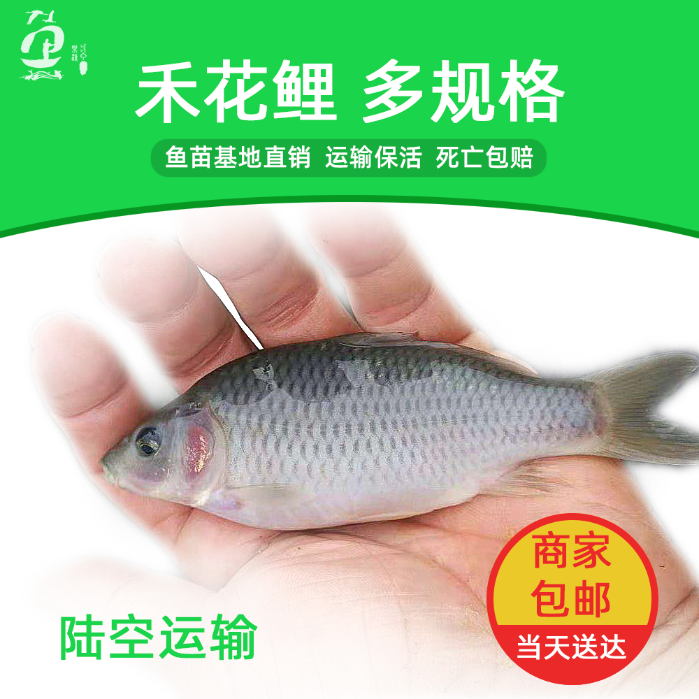 广东禾花鲤鱼苗批发 厂家直销零售发货支持陆运空运 死亡包赔