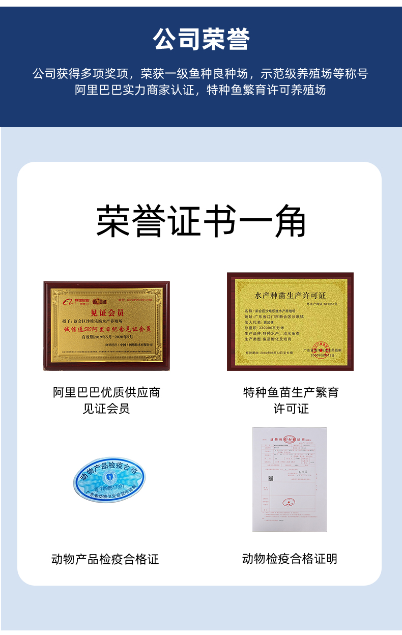 广东禾花鲤鱼苗批发 厂家直销零售发货支持陆运空运 死亡包赔