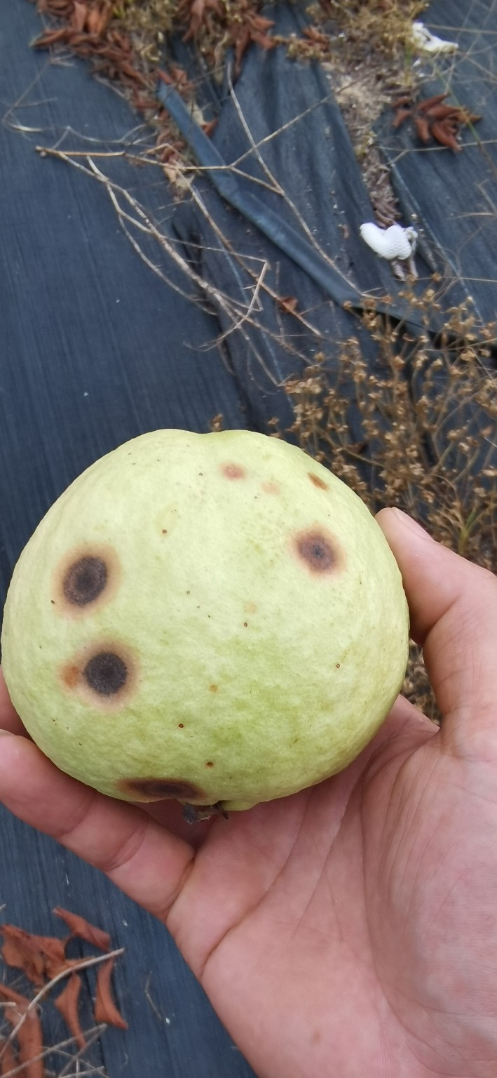 番石榴种植在茂名市电白区沙琅镇六月份的成果出现斑点烂果等情况请问