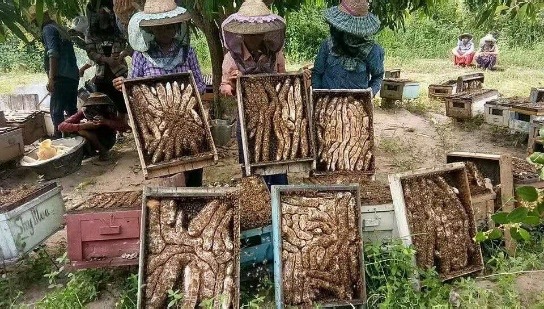 佛山蜂蜜  西西果蜜
