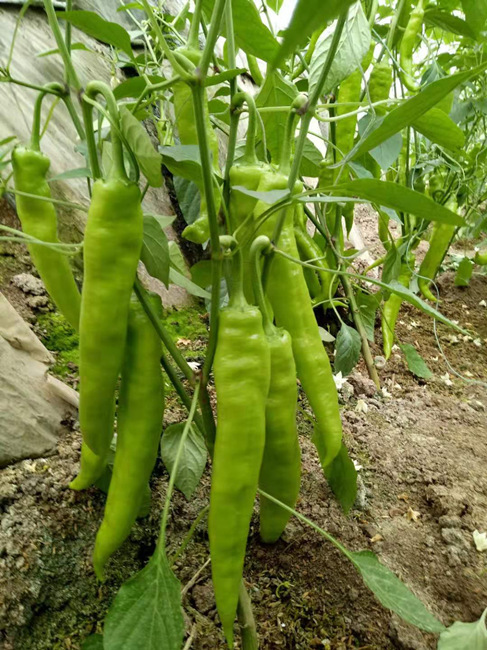 寿光市嫁接尖椒苗 圆椒嫁接苗 辣椒嫁接苗代育基地