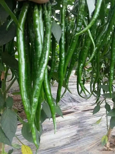 寿光市黑线椒苗 黑皮线辣椒苗 细长型线椒苗批发