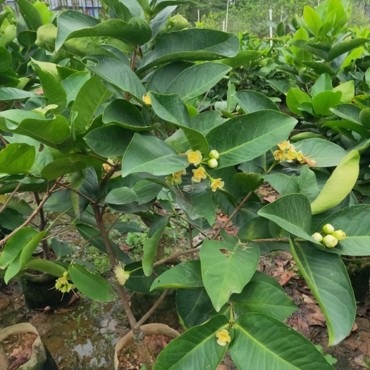 灵山县黑糖芭比莲雾嫁接苗广西基地发货品种保证带原杯成活率高盆栽种植
