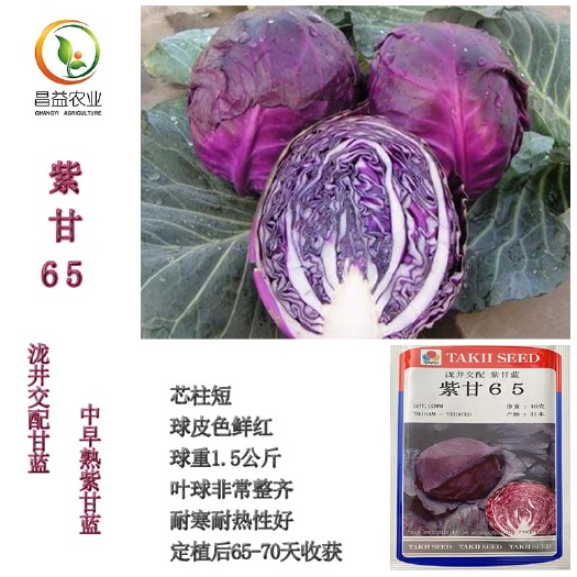 寿光市紫甘蓝种子泷井交配紫甘65紫甘蓝种籽 早熟包菜种子耐裂卷心菜