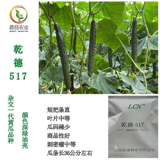 寿光市乾徳517黄瓜种子耐热青瓜籽越夏强雌短把密黑绿油亮黄瓜种子