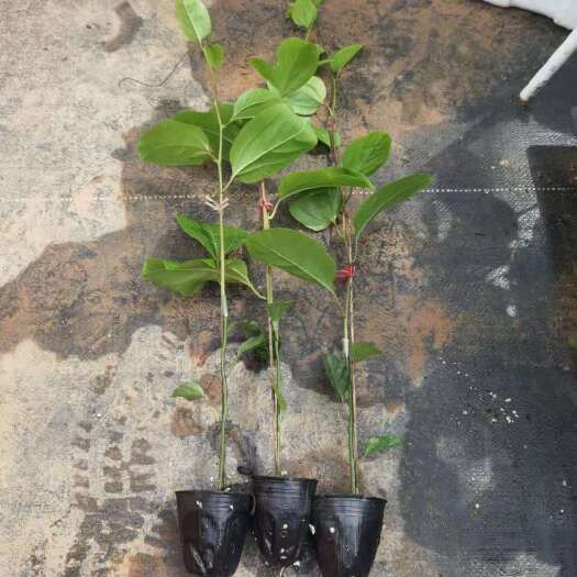 灵山县钦蜜9号黄金百香果苗  钦蜜9号嫁接百香果苗 产量高 甜度高