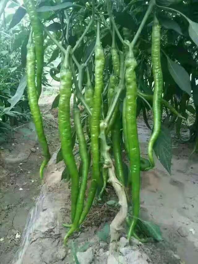 线椒苗 黄线椒苗 黑线椒苗 浅绿深绿线椒苗 高产抗病基地专用