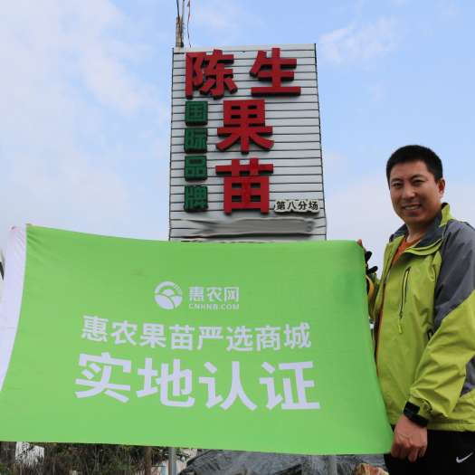 灵山县巴西樱桃苗 品种正宗 易成活6月成熟 广西基地直发