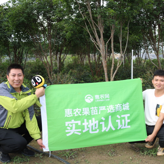 大五星枇杷嫁接苗早钟六号枇杷苗营养杯苗广西带土带叶发货包邮