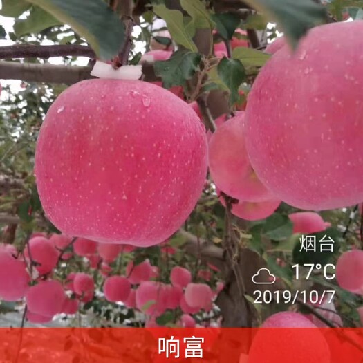 栖霞市苹果树苗  【响富】全红【红富士苹果苗】矮化乔化脱毒死苗补发