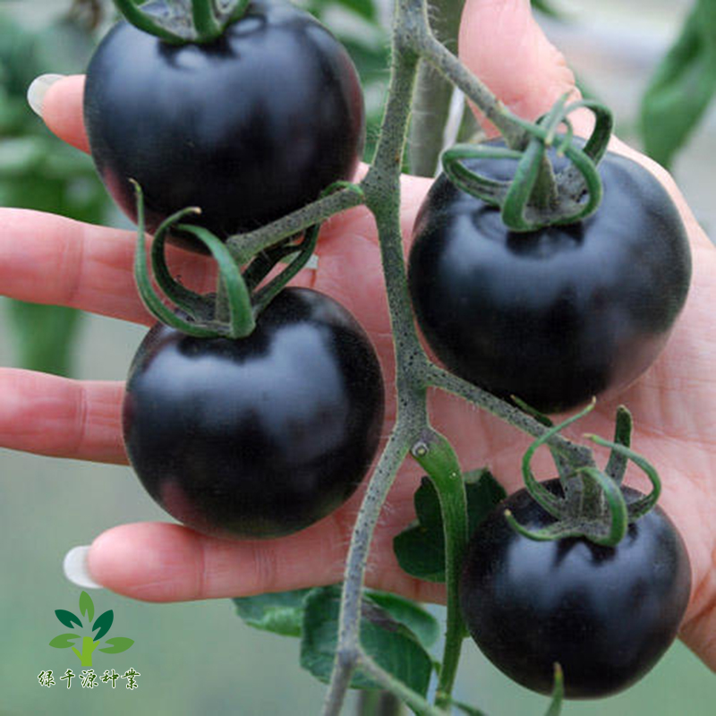 沭阳县黑珍珠西红柿种子  黑色西红柿种子黑珍珠种子包邮优质大田用种