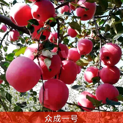 烟台苹果树苗  【众成一号】全红【红富士苹果苗】矮化乔化脱毒死苗补发