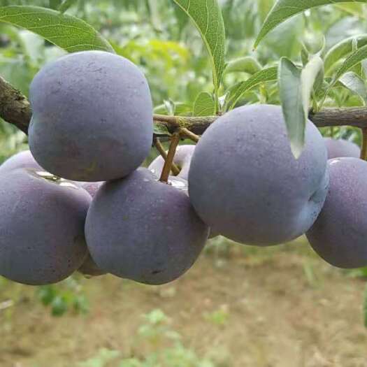 丹棱县五月脆李  眉山十万斤高品质五月脆口感好，寻求批发商，看果说
