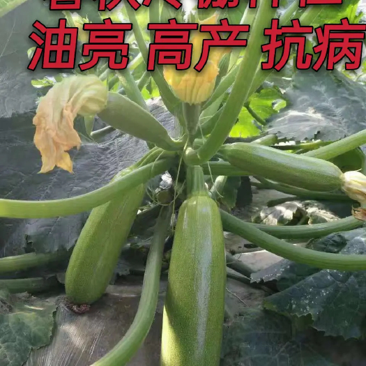 绵阳 春秋大棚西葫芦种子三月瓜种子八月瓜种子油亮型