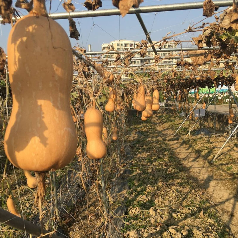 奶油南瓜种子 香甜板栗密本南瓜 烧烤型粉甜糯 四季种植