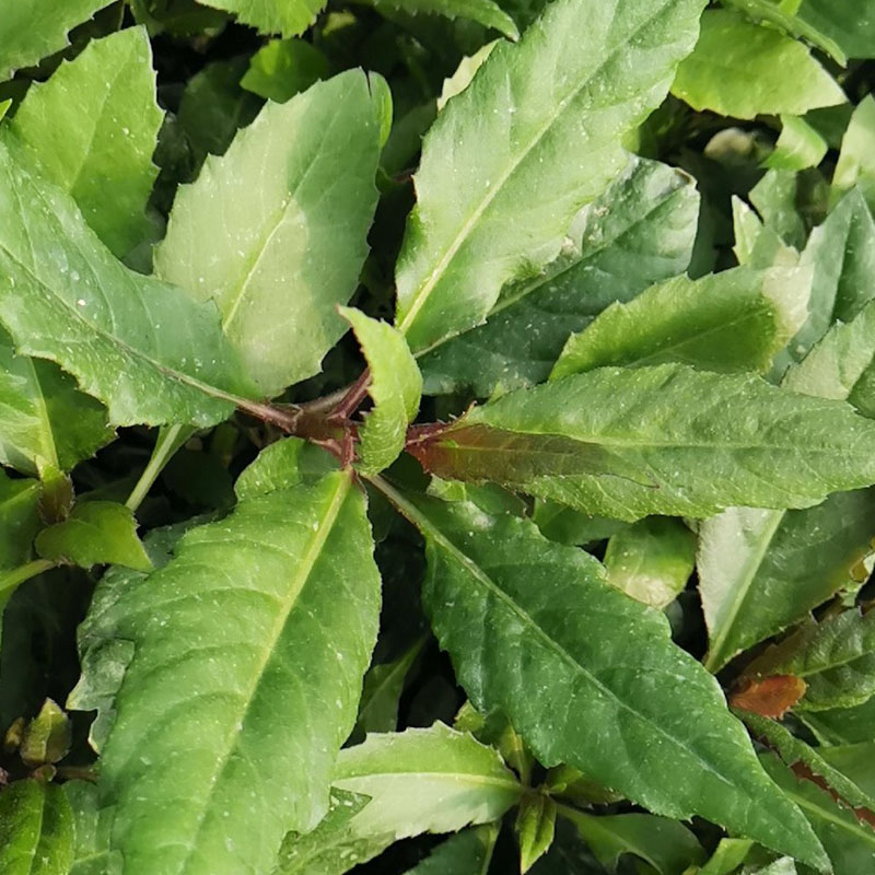 紫背天葵种苗 盆栽特菜籽葵皮菜红凤菜两色三七草种苗种子新鲜蔬