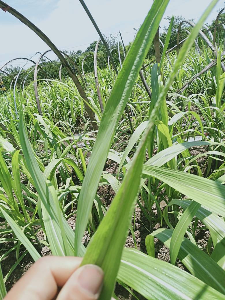 李老師這甘蔗葉是什麼病怎麼防治