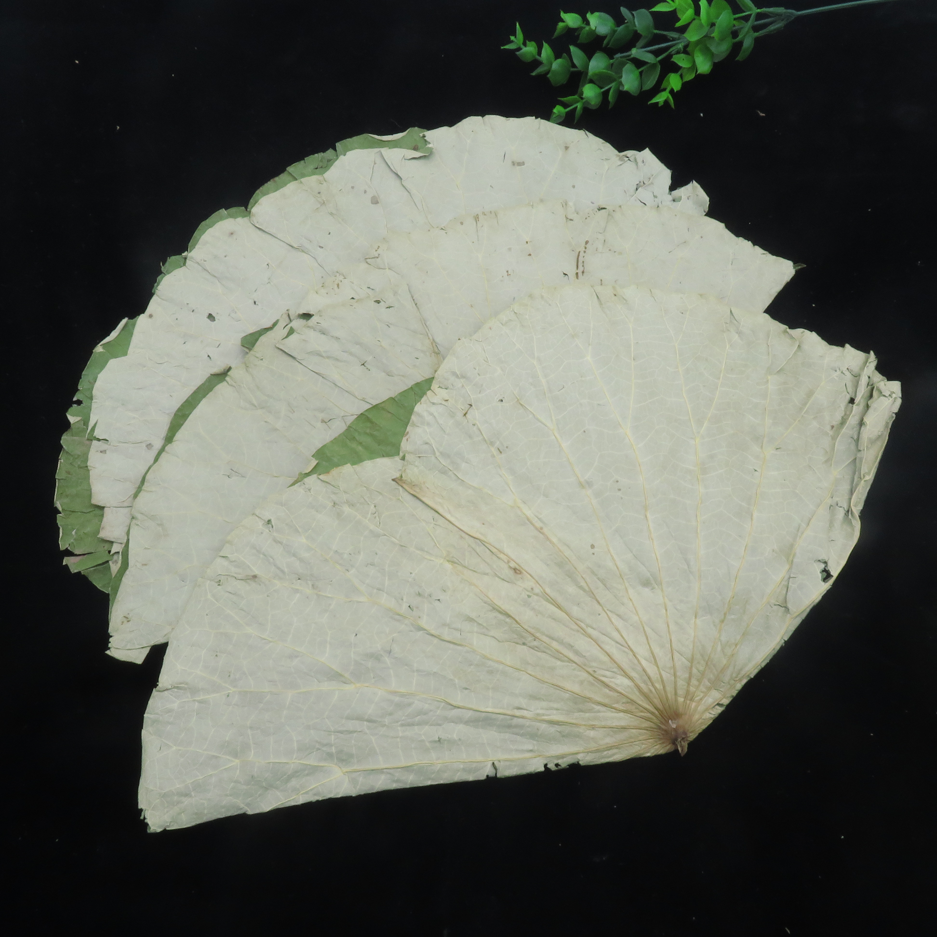 整张荷叶片 500克新货干荷叶片 荷叶鸡
