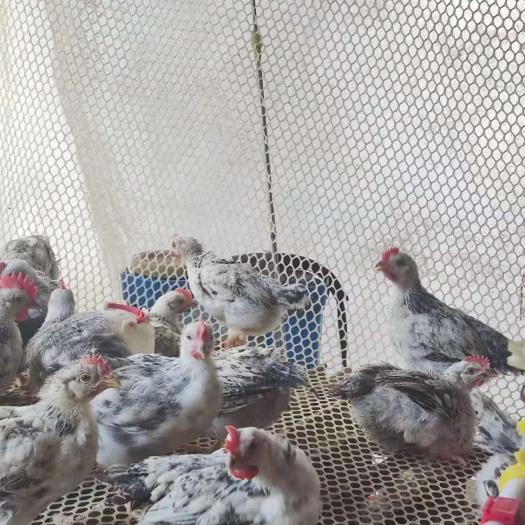 嘉祥县青年芦花鸡种苗芦花鸡苗价格 包打疫苗厂 家 直销 品 质保证
