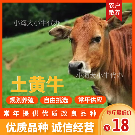 威宁县【黄牛】适应能力强 生长速度快 利润高！！