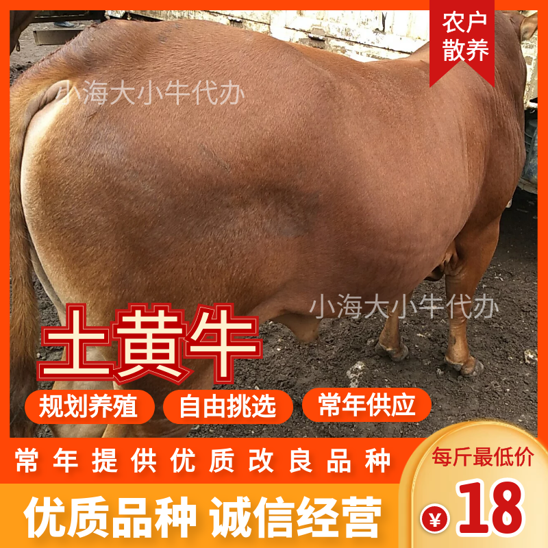 【土黄牛】高原散养，适应能力强 生长速度快 肉牛利润高