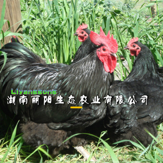 衡阳快大黑鸡苗另有大种青脚麻肉鸡苗良凤花鸡苗蛋鸡苗三黄鸡