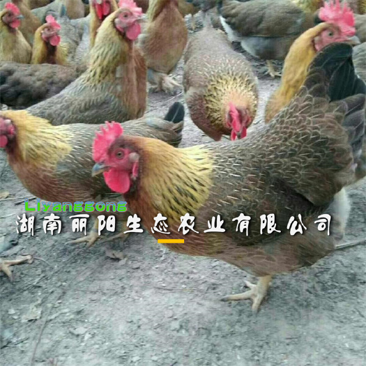 衡阳清远麻鸡苗灵山麻鸡红毛公鸡苗黄土鸡五黑鸡苗包运输