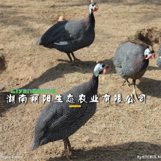 衡阳珍珠鸡苗  珍珠鸡另有批发青脚土鸡苗另有黄土鸡苗高产绿壳蛋鸡