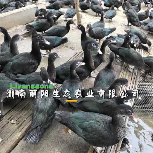 衡阳黑番鸭苗  另有各种黑洋鸭苗白洋鸭番鸭肉鸭蛋鸭苗麻鸭苗鸡苗