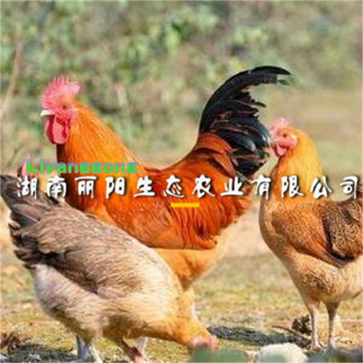 衡阳快大青脚麻鸡另有K9鸡苗肉鸡苗大种大红公鸡苗土鸡苗蛋鸡苗