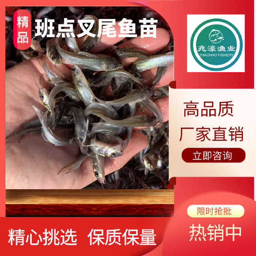 江门叉尾鮰鱼苗  【斑点叉尾鱼苗】精选商品_优质货源_兆濠渔业