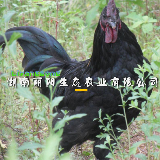 衡阳肉鸡苗  快大黑乌鸡大种另有公苗三黄鸡苗大红公土鸡苗乌骨鸡苗