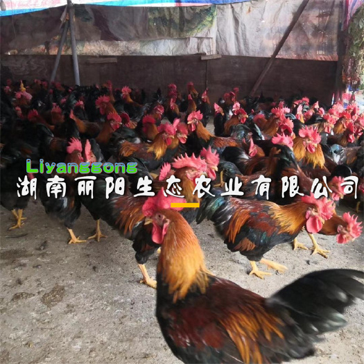 衡阳快大鸡麻鸡另有公鸡九斤黄鸡苗青脚麻肉鸡苗五黑鸡苗绿壳蛋鸡