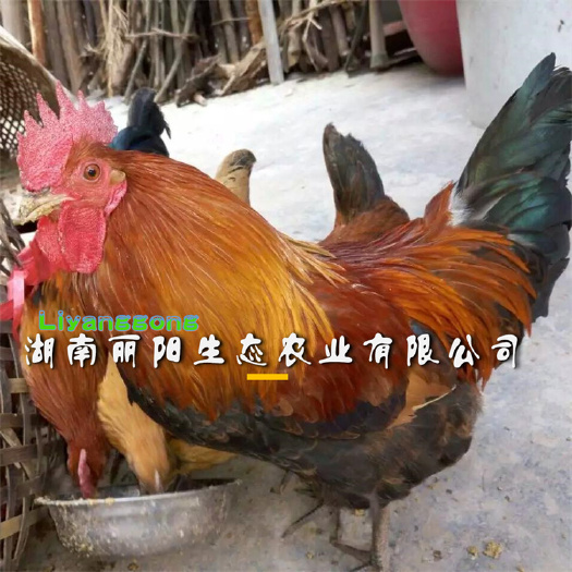 衡阳青脚公鸡苗另有K9麻黄红公鸡苗红瑶黑瑶血毛土鸡苗良凤花九斤红