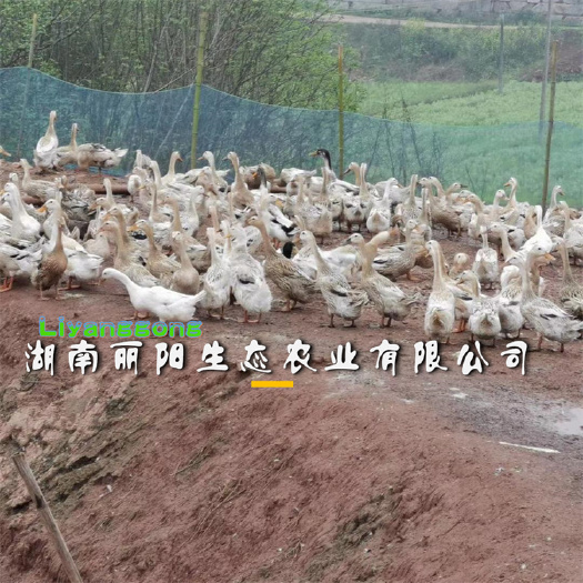衡阳蛋鸭苗小种麻鸭苗金锭麻鸭江南蛋鸭苗青壳四号蛋鸭苗绿壳蛋鸭